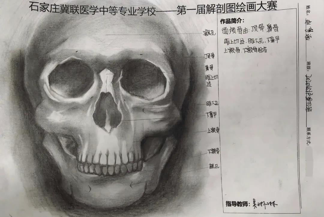 小象精品2023永久高清首届解剖图绘画大赛02.jpg