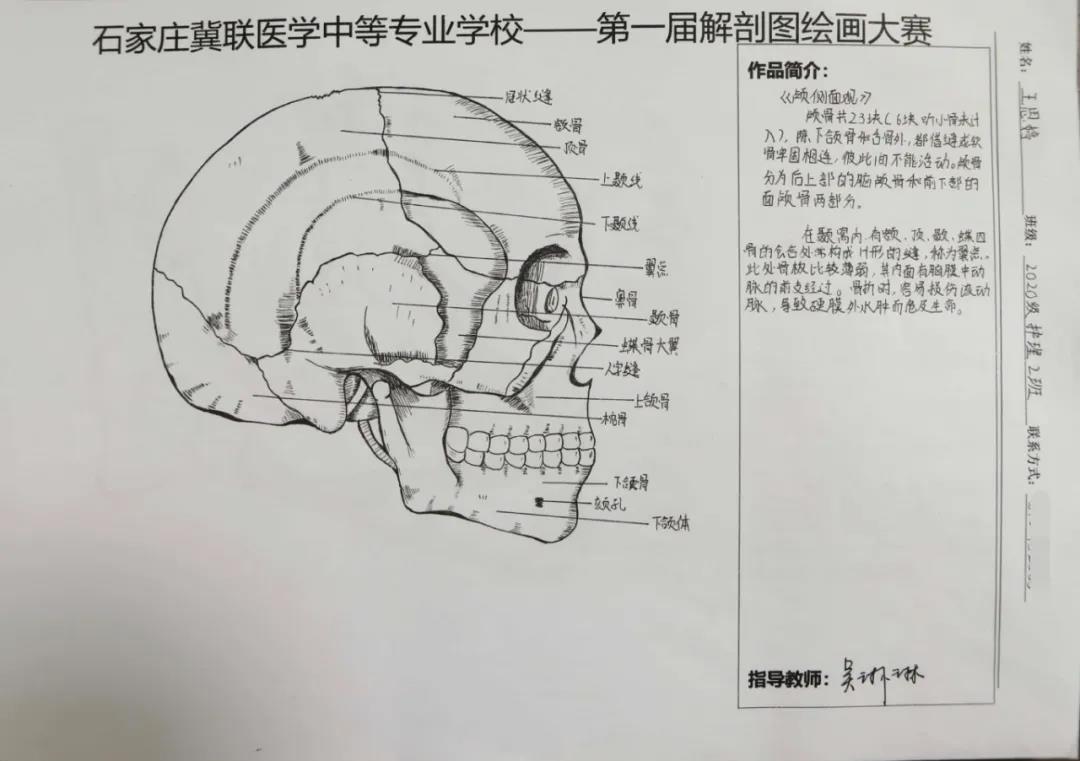 小象精品2023永久高清首届解剖图绘画大赛07.jpg