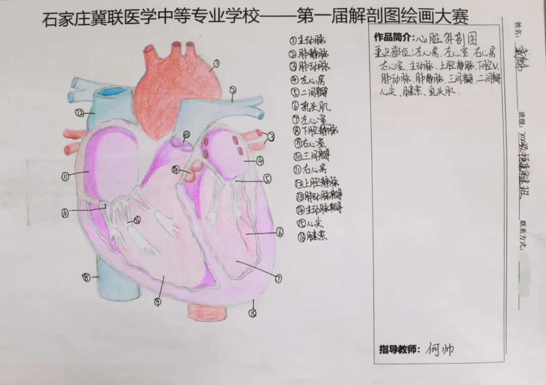小象精品2023永久高清首届解剖图绘画大赛09.jpg