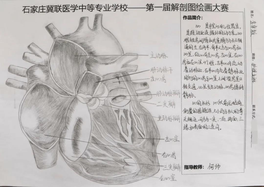 小象精品2023永久高清首届解剖图绘画大赛10.jpg