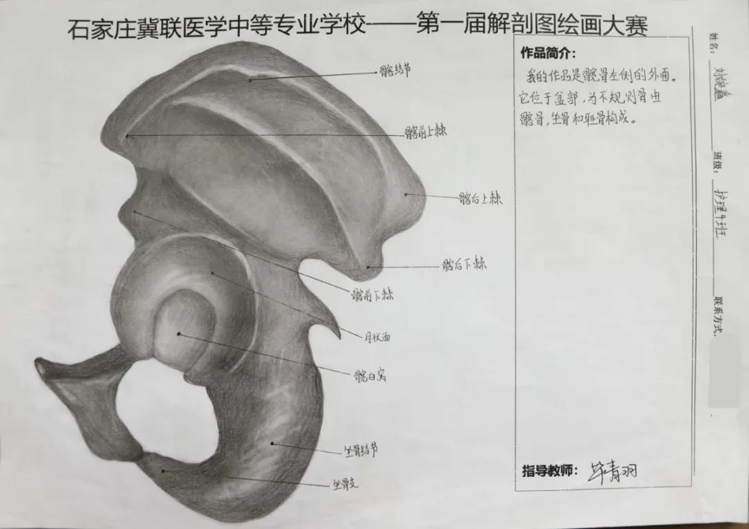 小象精品2023永久高清首届解剖图绘画大赛014.jpg