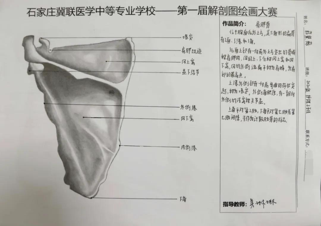 小象精品2023永久高清首届解剖图绘画大赛18.jpg